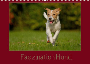 Faszination Hund (Wandkalender 2022 DIN A2 quer) von Bischof,  Melanie, Bischof,  Tierfotografie