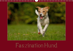 Faszination Hund (Wandkalender 2023 DIN A3 quer) von Bischof,  Melanie, Bischof,  Tierfotografie