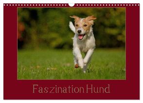 Faszination Hund (Wandkalender 2024 DIN A3 quer), CALVENDO Monatskalender von Bischof,  Tierfotografie Bischof,  Melanie