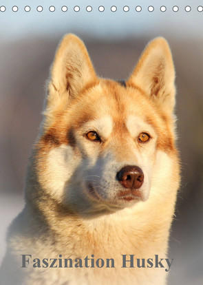 Faszination Husky (Tischkalender 2022 DIN A5 hoch) von of Snow Wolf Valley,  Huskyranch