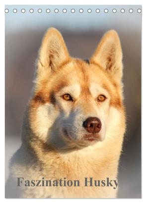 Faszination Husky (Tischkalender 2024 DIN A5 hoch), CALVENDO Monatskalender von of Snow Wolf Valley,  Huskyranch