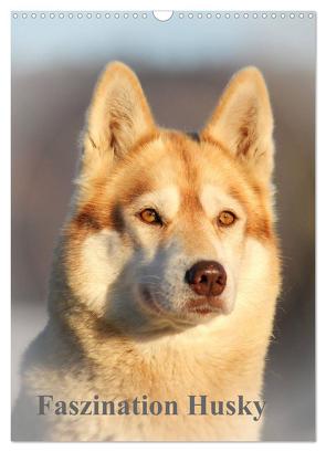 Faszination Husky (Wandkalender 2024 DIN A3 hoch), CALVENDO Monatskalender von of Snow Wolf Valley,  Huskyranch