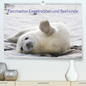 Faszination Kegelrobben und Seehunde 2023 (Premium, hochwertiger DIN A2 Wandkalender 2023, Kunstdruck in Hochglanz) von Maywald,  Armin