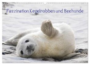 Faszination Kegelrobben und Seehunde 2024 (Wandkalender 2024 DIN A3 quer), CALVENDO Monatskalender von Maywald,  Armin