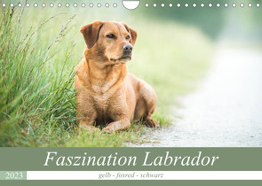 Faszination Labrador – gelb, foxred, schwarz (Wandkalender 2023 DIN A4 quer) von Strunz,  Cornelia