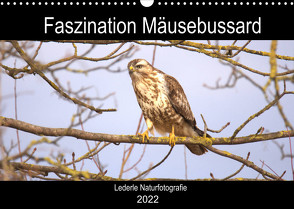 Faszination Mäusebussard (Wandkalender 2022 DIN A3 quer) von Andreas Lederle,  Kevin