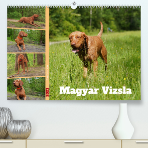 Faszination Magyar Vizsla (Premium, hochwertiger DIN A2 Wandkalender 2023, Kunstdruck in Hochglanz) von Paul - Babett's Bildergalerie,  Babett