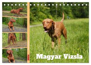 Faszination Magyar Vizsla (Tischkalender 2024 DIN A5 quer), CALVENDO Monatskalender von Paul - Babett's Bildergalerie,  Babett