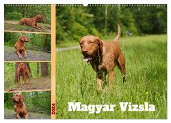 Faszination Magyar Vizsla (Wandkalender 2024 DIN A2 quer), CALVENDO Monatskalender von Paul - Babett's Bildergalerie,  Babett