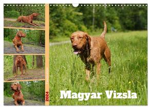 Faszination Magyar Vizsla (Wandkalender 2024 DIN A3 quer), CALVENDO Monatskalender von Paul - Babett's Bildergalerie,  Babett