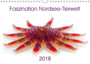 Faszination Nordsee-Tierwelt 2018 (Wandkalender 2018 DIN A4 quer) von Maywald,  Armin