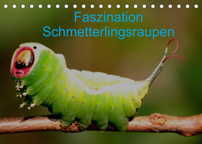 Faszination Schmetterlingsraupen (Tischkalender 2022 DIN A5 quer) von Erlwein,  Winfried