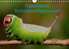 Faszination Schmetterlingsraupen (Wandkalender 2022 DIN A4 quer) von Erlwein,  Winfried