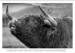 Faszination Schottisches Hochlandrind (Wandkalender 2021 DIN A2 quer) von Sprengelmeyer,  Sigrid