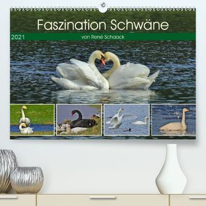 Faszination Schwäne (Premium, hochwertiger DIN A2 Wandkalender 2021, Kunstdruck in Hochglanz) von Schaack,  René