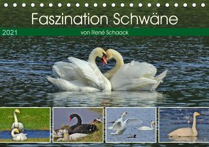 Faszination Schwäne (Tischkalender 2021 DIN A5 quer) von Schaack,  René