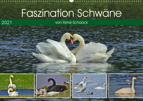 Faszination Schwäne (Wandkalender 2021 DIN A2 quer) von Schaack,  René