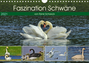 Faszination Schwäne (Wandkalender 2021 DIN A4 quer) von Schaack,  René