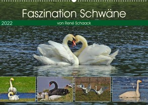 Faszination Schwäne (Wandkalender 2022 DIN A2 quer) von Schaack,  René