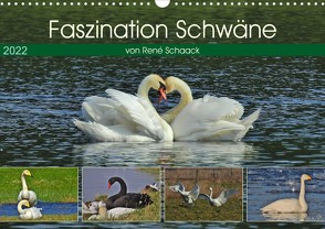 Faszination Schwäne (Wandkalender 2022 DIN A3 quer) von Schaack,  René