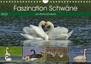 Faszination Schwäne (Wandkalender 2022 DIN A4 quer) von Schaack,  René