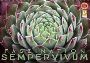 Faszination Sempervivum (Wandkalender 2020 DIN A2 quer) von Cross,  Martina