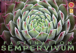 Faszination Sempervivum (Wandkalender 2020 DIN A3 quer) von Cross,  Martina