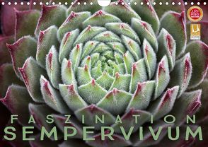 Faszination Sempervivum (Wandkalender 2020 DIN A4 quer) von Cross,  Martina