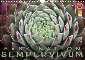 Faszination Sempervivum (Wandkalender 2021 DIN A4 quer) von Cross,  Martina