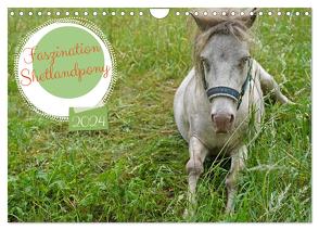 Faszination Shetlandpony (Wandkalender 2024 DIN A4 quer), CALVENDO Monatskalender von Paul - Babett's Bildergalerie,  Babett