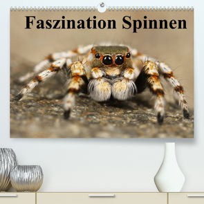 Faszination Spinnen (Premium, hochwertiger DIN A2 Wandkalender 2022, Kunstdruck in Hochglanz) von Stanzer,  Elisabeth