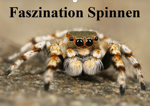 Faszination Spinnen (Wandkalender 2021 DIN A2 quer) von Stanzer,  Elisabeth