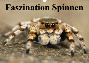 Faszination Spinnen (Wandkalender 2021 DIN A3 quer) von Stanzer,  Elisabeth