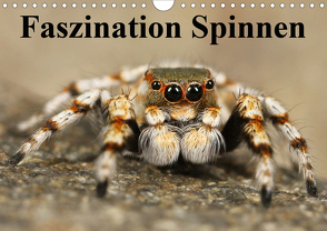 Faszination Spinnen (Wandkalender 2021 DIN A4 quer) von Stanzer,  Elisabeth