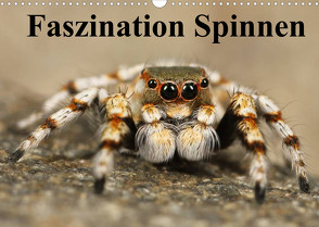 Faszination Spinnen (Wandkalender 2022 DIN A3 quer) von Stanzer,  Elisabeth
