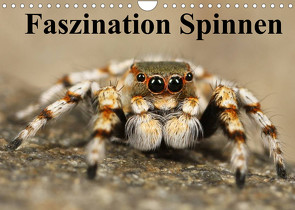 Faszination Spinnen (Wandkalender 2022 DIN A4 quer) von Stanzer,  Elisabeth
