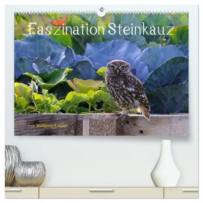 Faszination Steinkauz (hochwertiger Premium Wandkalender 2024 DIN A2 quer), Kunstdruck in Hochglanz von Lequen,  Wolfgang