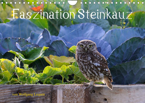 Faszination Steinkauz (Wandkalender 2022 DIN A4 quer) von Lequen,  Wolfgang