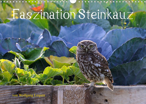 Faszination Steinkauz (Wandkalender 2023 DIN A3 quer) von Lequen,  Wolfgang