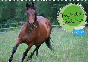 Faszination Trakehner (Wandkalender 2023 DIN A2 quer) von Paul - Babett's Bildergalerie,  Babett