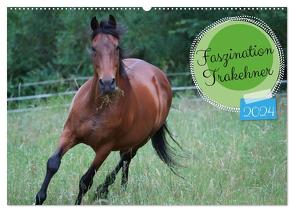 Faszination Trakehner (Wandkalender 2024 DIN A2 quer), CALVENDO Monatskalender von Paul - Babett's Bildergalerie,  Babett