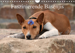 Faszinierende Basenjis (Wandkalender 2023 DIN A4 quer) von Joswig,  Angelika