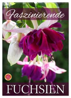 Faszinierende Fuchsien (Wandkalender 2024 DIN A2 hoch), CALVENDO Monatskalender von Cross,  Martina