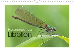Faszinierende Libellen (Wandkalender 2020 DIN A4 quer) von Heufelder,  Stefanie