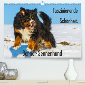 Faszinierende Schönheit Berner Sennenhund (Premium, hochwertiger DIN A2 Wandkalender 2023, Kunstdruck in Hochglanz) von Starick,  Sigrid