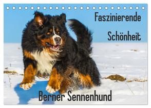 Faszinierende Schönheit Berner Sennenhund (Tischkalender 2024 DIN A5 quer), CALVENDO Monatskalender von Starick,  Sigrid