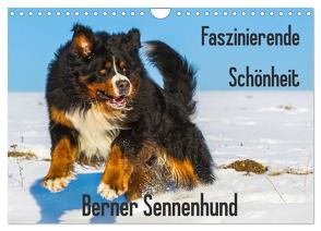 Faszinierende Schönheit Berner Sennenhund (Wandkalender 2024 DIN A4 quer), CALVENDO Monatskalender von Starick,  Sigrid