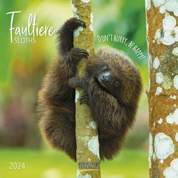 Faultier 2024 von Korsch Verlag