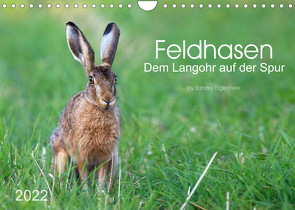 Feldhasen – dem Langohr auf der Spur (Wandkalender 2022 DIN A4 quer) von Eigenheer,  Sandra