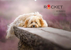 Rocket der Havaneser (Wandkalender 2022 DIN A2 quer) von Dittmann,  Bettina